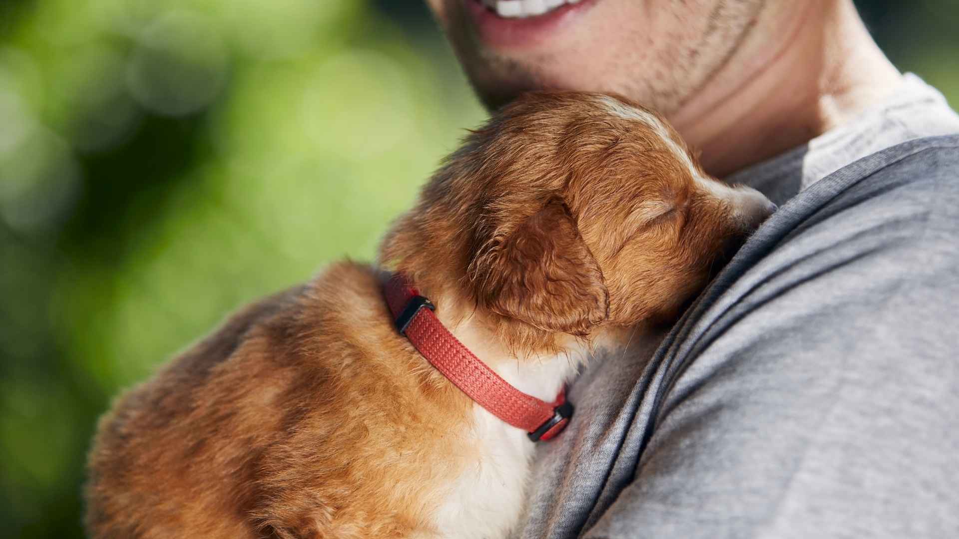 Vinculo cachorro con tutor